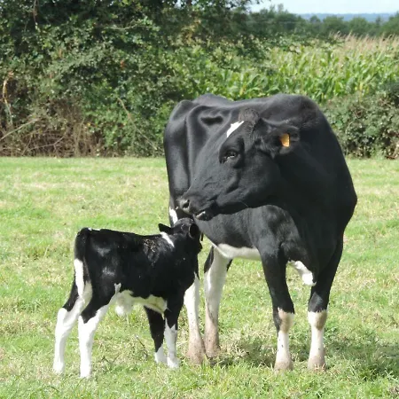 Frühstückspension Ferme Du Rupalley 3*