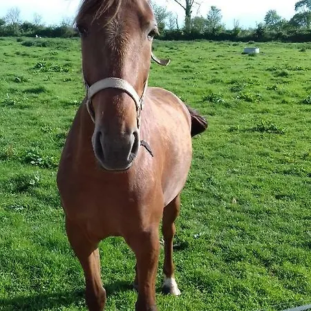 Frühstückspension Ferme Du Rupalley Isigny-sur-Mer