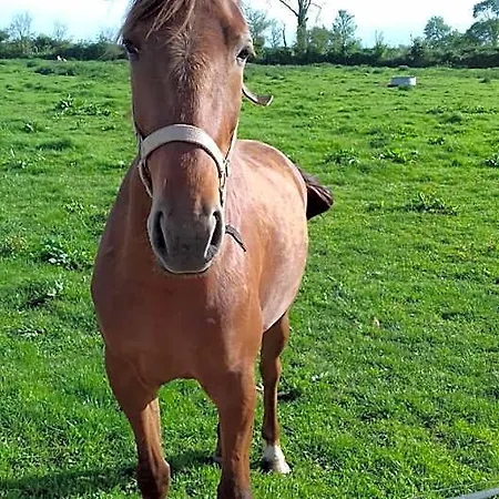 Ferme Du Rupalley לינה וארוחת בוקר 3*