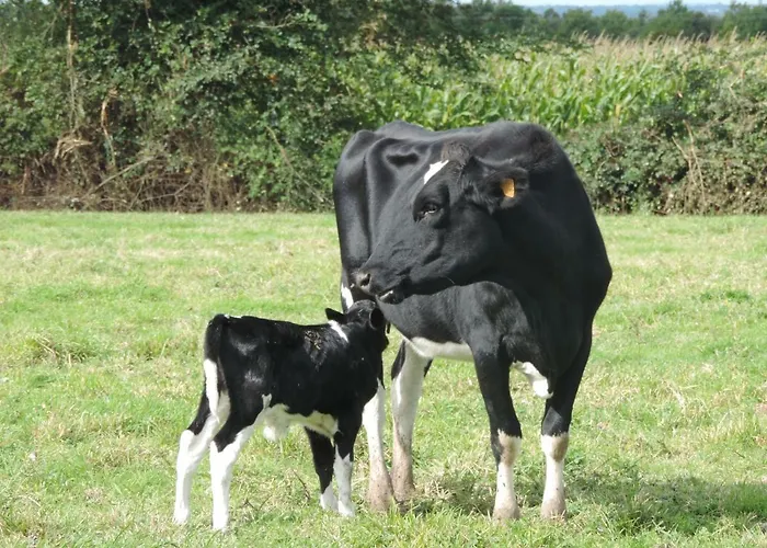 Bed & Breakfast Ferme Du Rupalley 3*