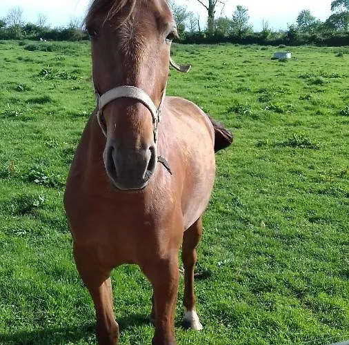 Bed & Breakfast Ferme Du Rupalley Isigny-sur-Mer